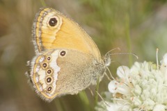 Coenonympha dorus