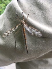 Tipula longiventris