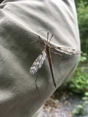 Tipula longiventris