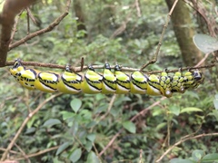 Brahmaea wallichii insulata