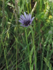 Tragopogon eriospermus