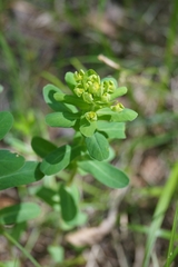 Euphorbia jenisseiensis