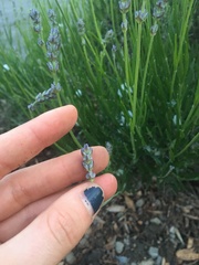 Lavandula × intermedia