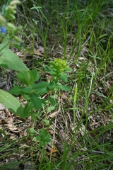 Euphorbia jenisseiensis
