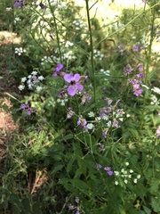 Hesperis matronalis
