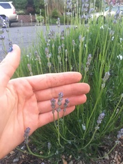 Lavandula × intermedia