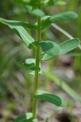 Euphorbia jenisseiensis