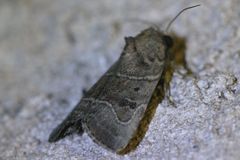 Elaphria fuscimacula