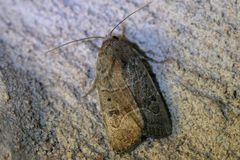 Elaphria fuscimacula