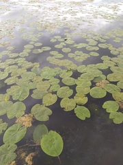 Nuphar pumila