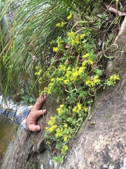 Sedum sekiteiense