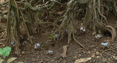 Tuerkayana celeste