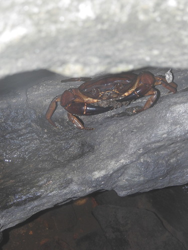 Barytelphusa cunicularis
