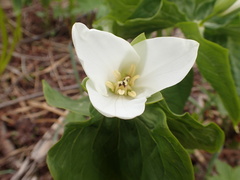 Trillium camschatcense