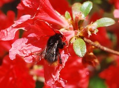 Bombus ignitus