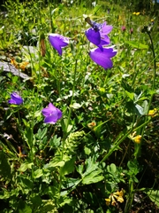 Campanula rhomboidalis