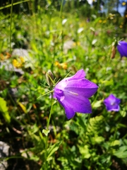 Campanula rhomboidalis