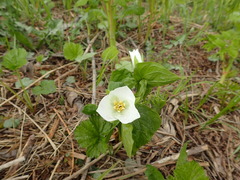 Trillium camschatcense