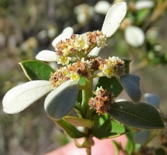 Spyridium spathulatum