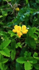 Lotus corniculatus