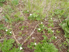 Trillium camschatcense