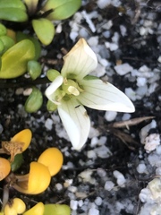 Gentianella saxosa