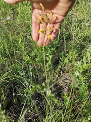 Crepis praemorsa