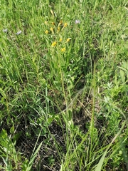 Crepis praemorsa