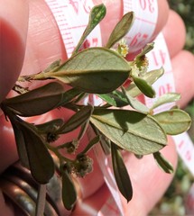 Spyridium spathulatum
