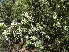 Spyridium spathulatum
