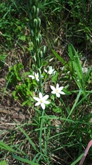 Ornithogalum pyramidale
