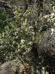 Spyridium spathulatum