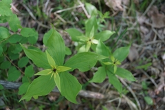 Paris verticillata