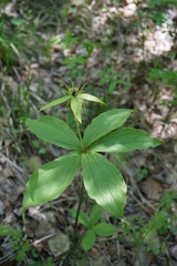 Paris verticillata