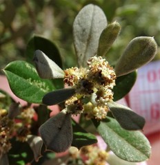 Spyridium spathulatum
