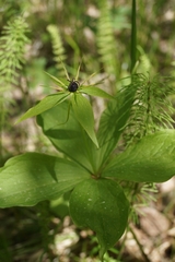 Paris verticillata