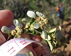 Spyridium spathulatum