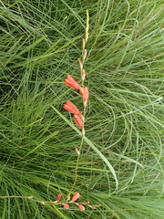 Tritonia disticha