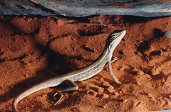 Diporiphora winneckei