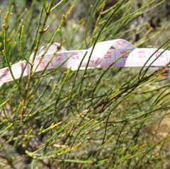 Allocasuarina muelleriana
