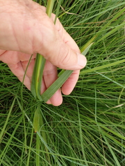 Tritonia disticha