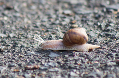 Helix pomatia