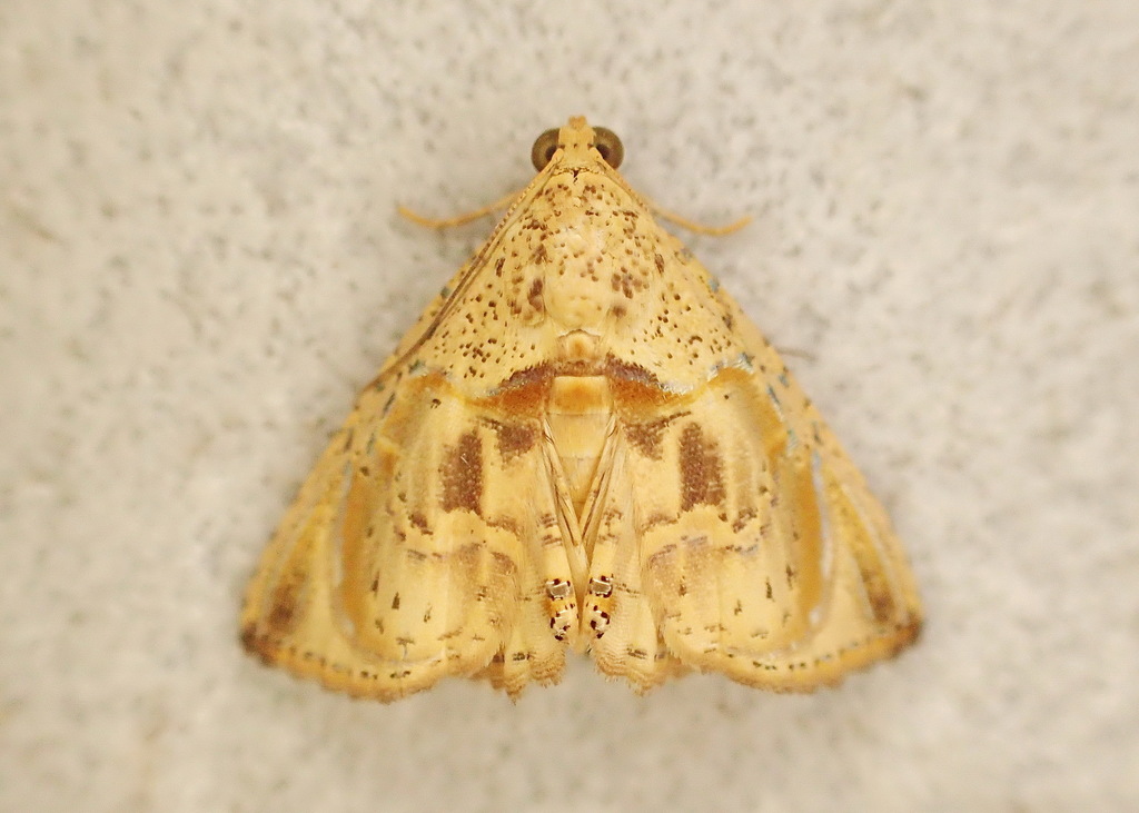 Eulepidotis osseata