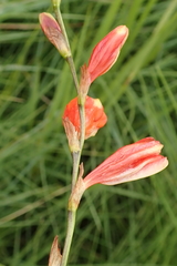 Tritonia disticha
