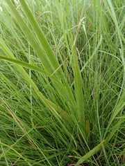 Tritonia disticha