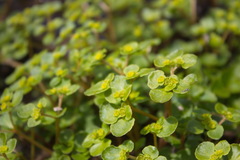 Chrysosplenium kamtschaticum