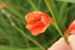 Tritonia disticha