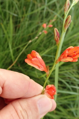 Tritonia disticha