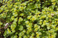 Chrysosplenium kamtschaticum