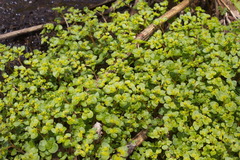 Chrysosplenium kamtschaticum